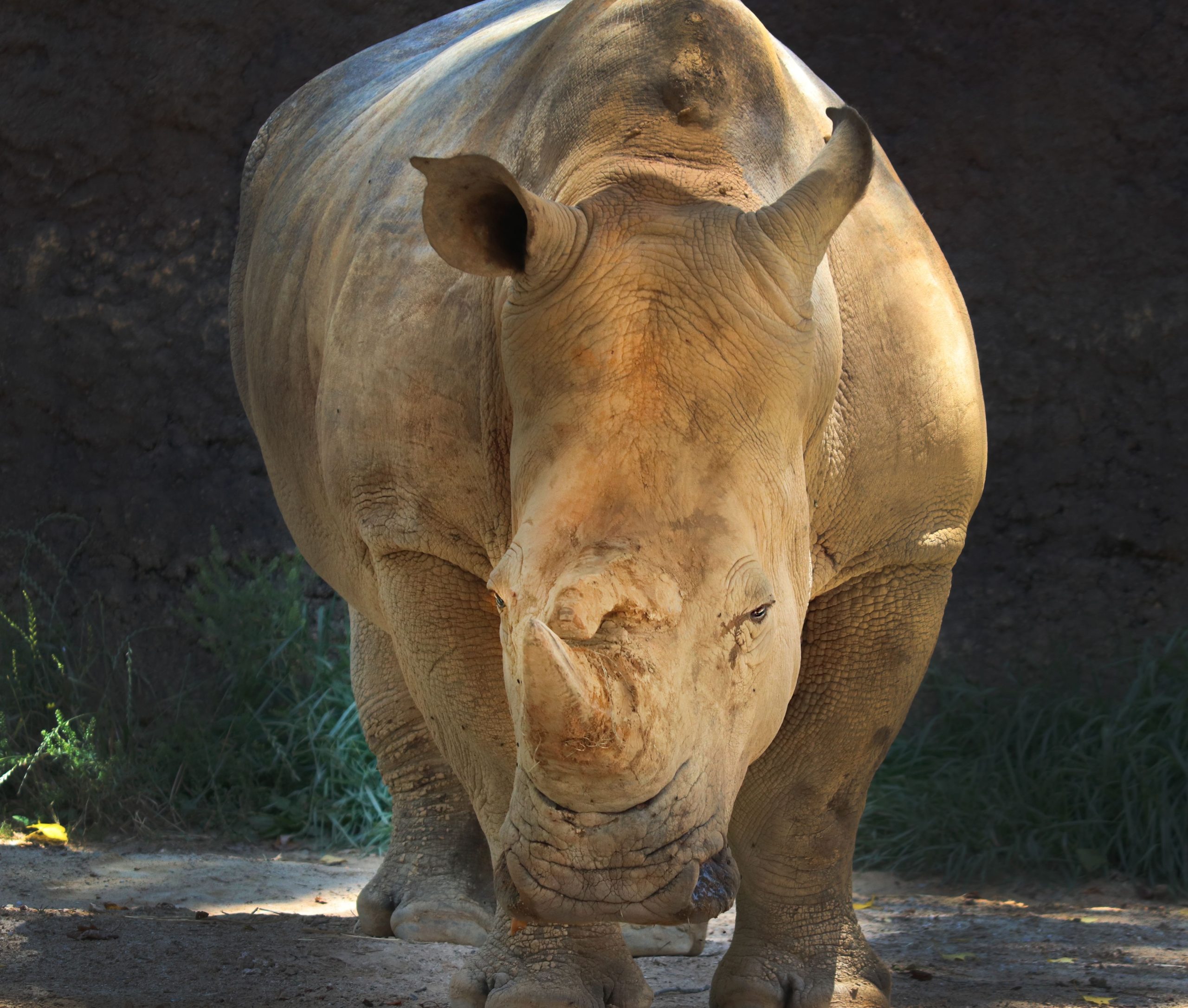 Lepää rauhassa Dolly: Yhdysvaltain vanhin ja rakastetuin eteläinen valkoinen sarvikuono, joka on inhimillisesti lopetettu 56 