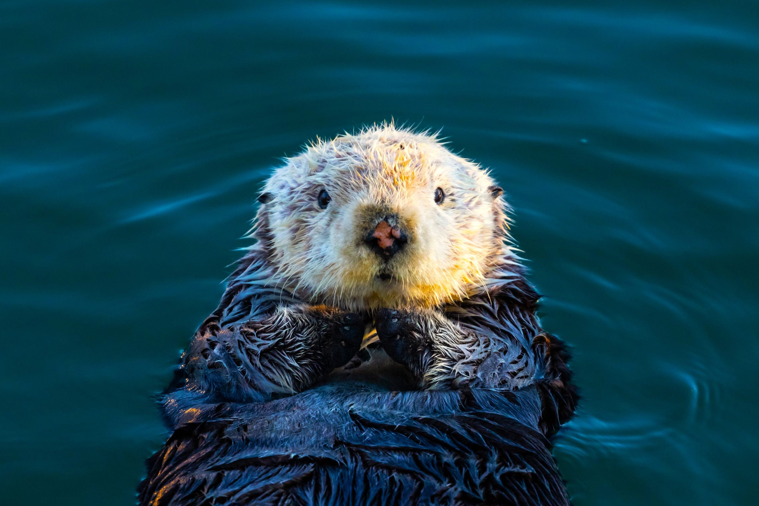 Syynä siihen, että Amerikan söpöimpiä villieläimiä on taskuja, on ehdottoman suloinen
