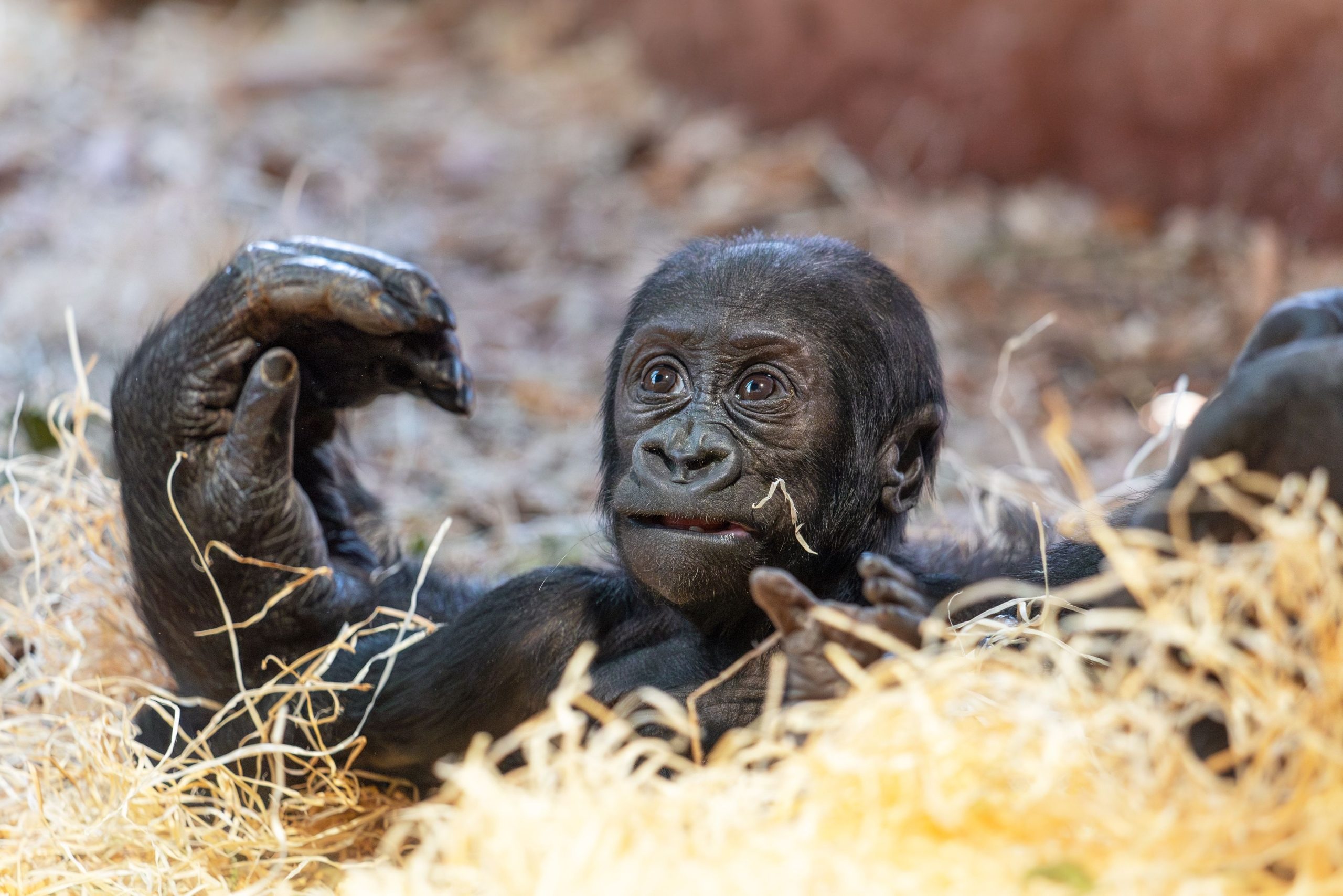 Kanadan eläintarhassa olevan nuorten kahden vuoden ikäisen Gorillan järjetön ja traaginen kuolema ihmisvirheen aiheuttamasta eläintarhasta