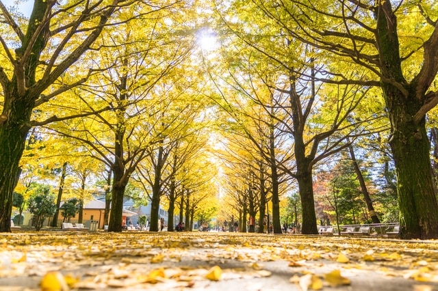 Hauskasta rentoutumiseen! Kattava opas turistikohteisiin Nerimassa