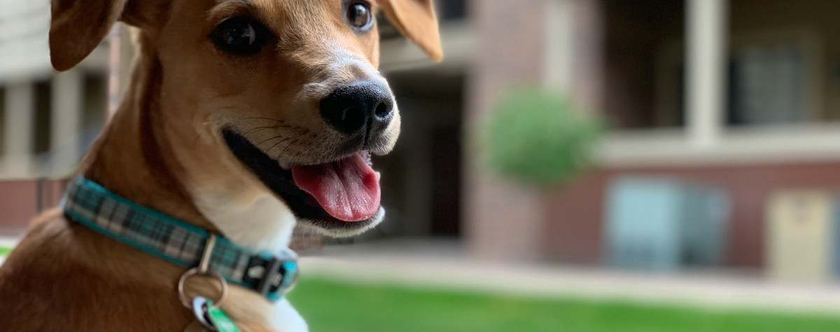 Ultimate opas lemmikkieläinystävälliselle lomalle Portugalissa: Top-vinkit ja 5 uskomattomia kaupunkeja tutkittavaksi