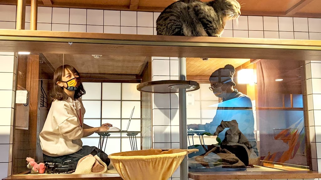 Etätyö kissoilla! ”Nekohatago Work” syntyy 