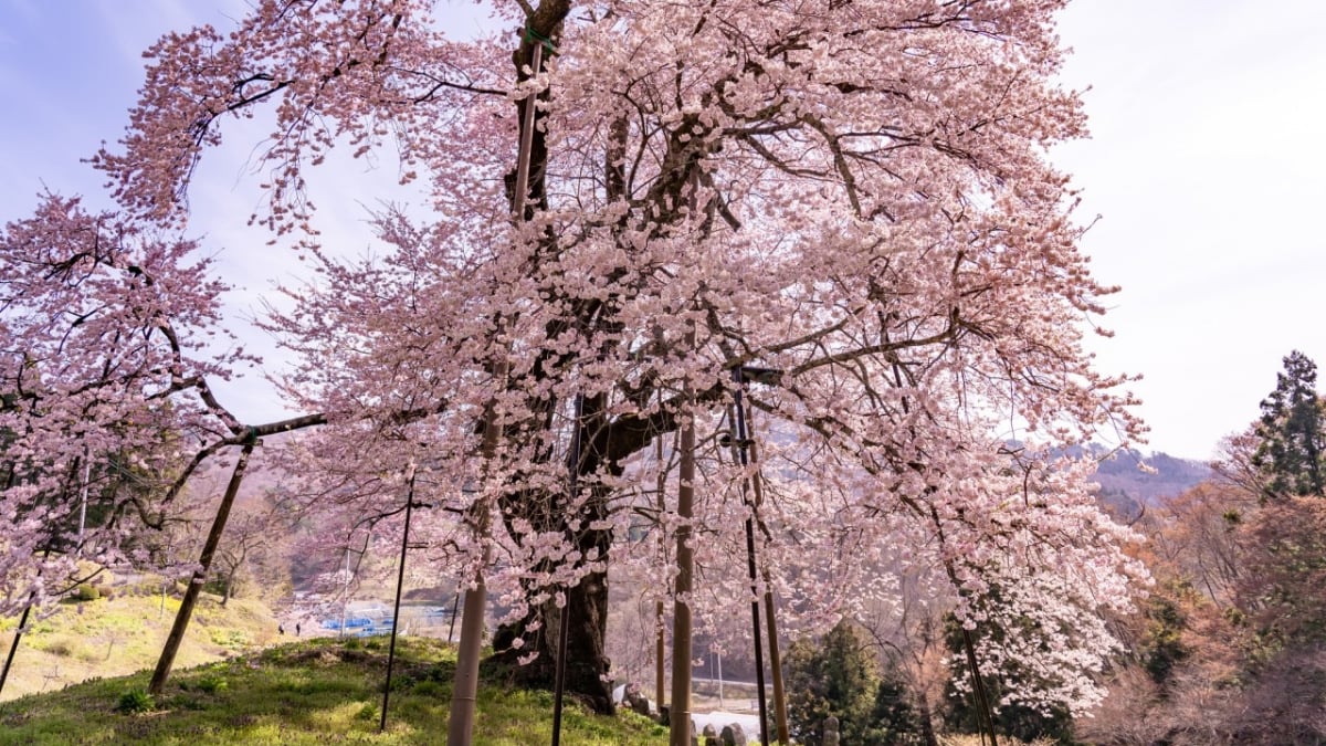 7 suositeltua turistikohtaa Kawamata Townissa, Fukushiman prefektuurissa! Nauti täysin silkkikylästä!