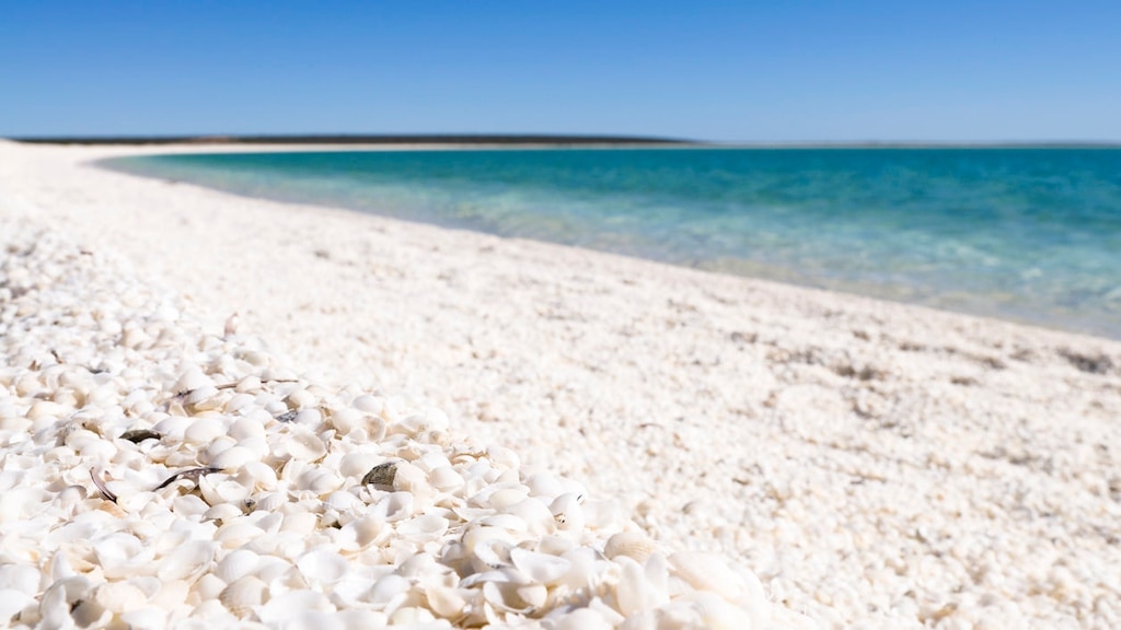 Maailmanperintö Shark Bay 