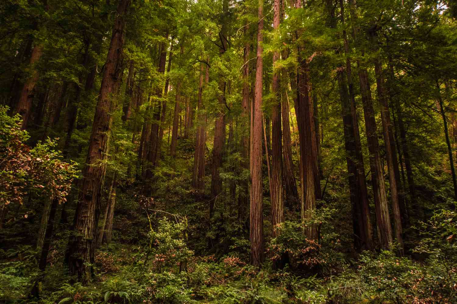 Muir Woodsin kansallismonumentti: Koko opas