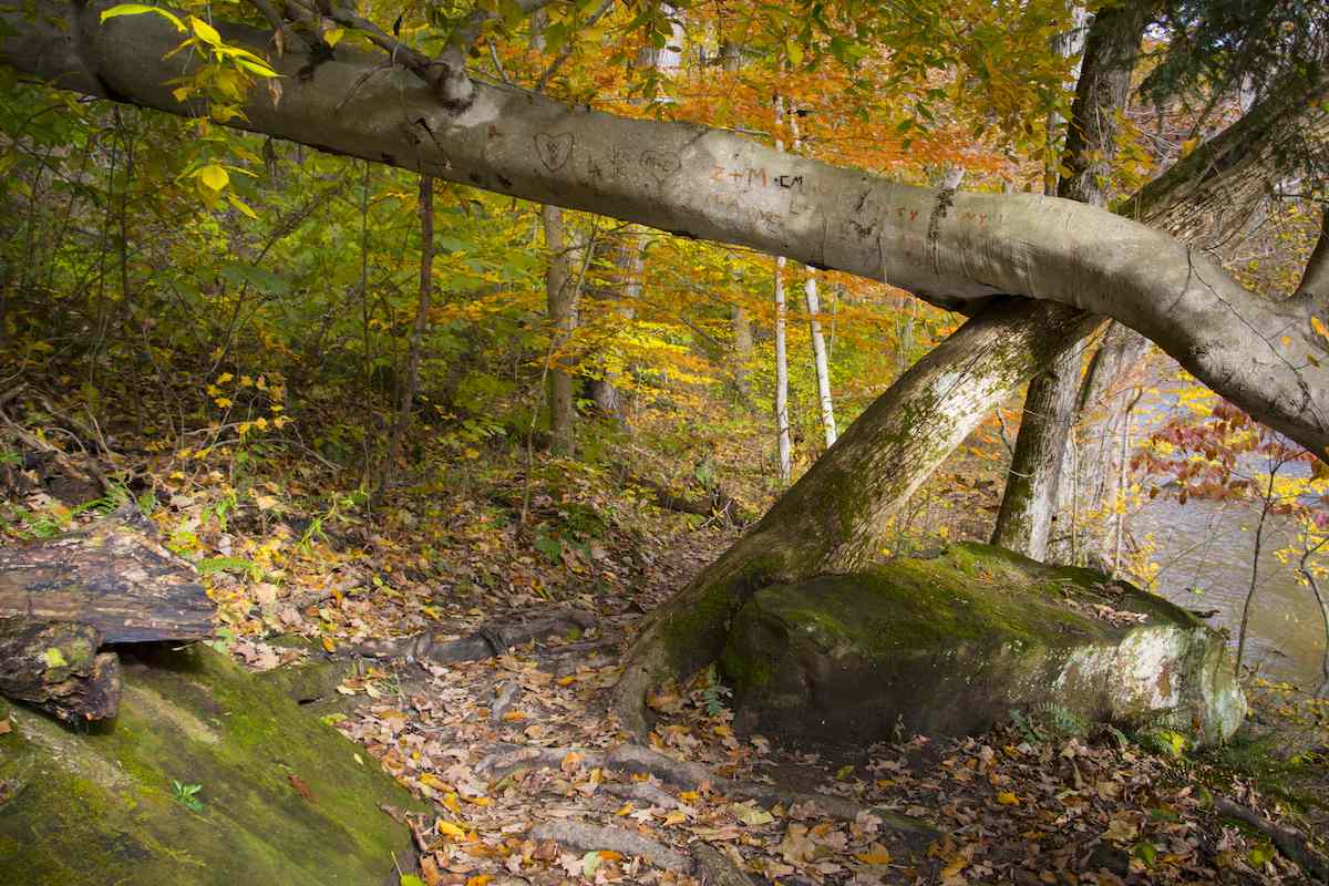 Mohican State Park: Koko opas