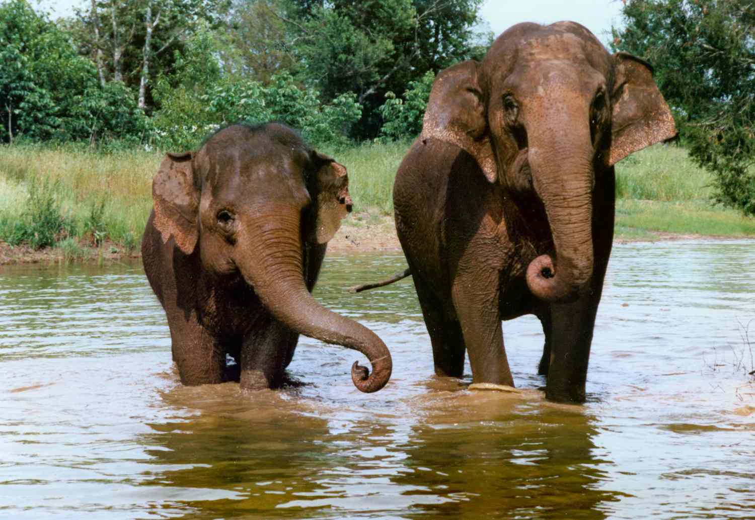 Riddlen pyhäkkö ja afrikkalaiset norsut Arkansasissa