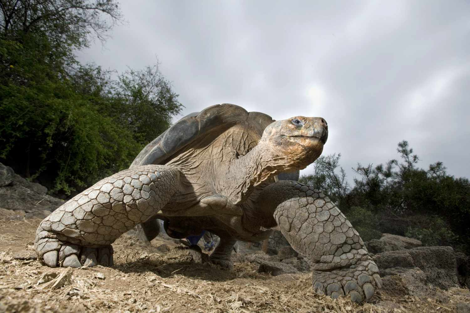 Hogyan lehet a Galapagos 